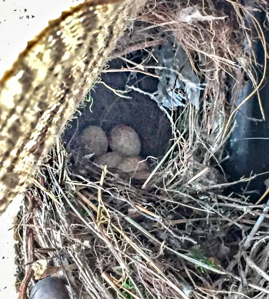 Birds nest in old wreath