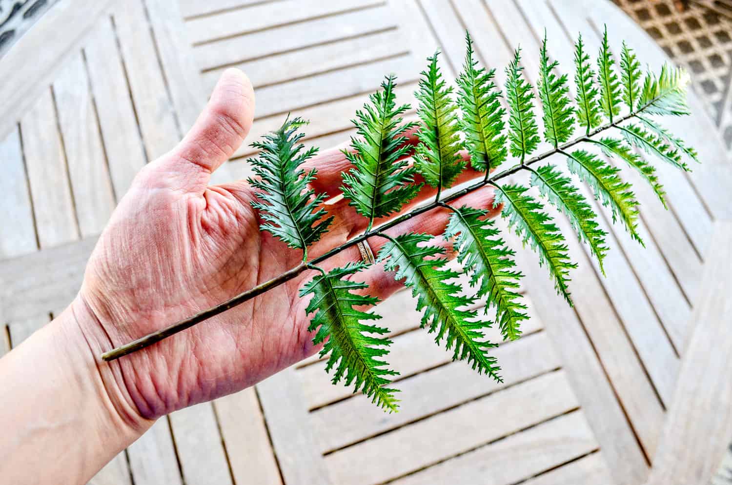 Fern stem for spring wreath made from scratch