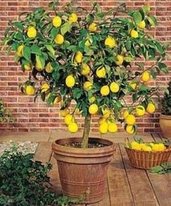 Meyer Lemon tree