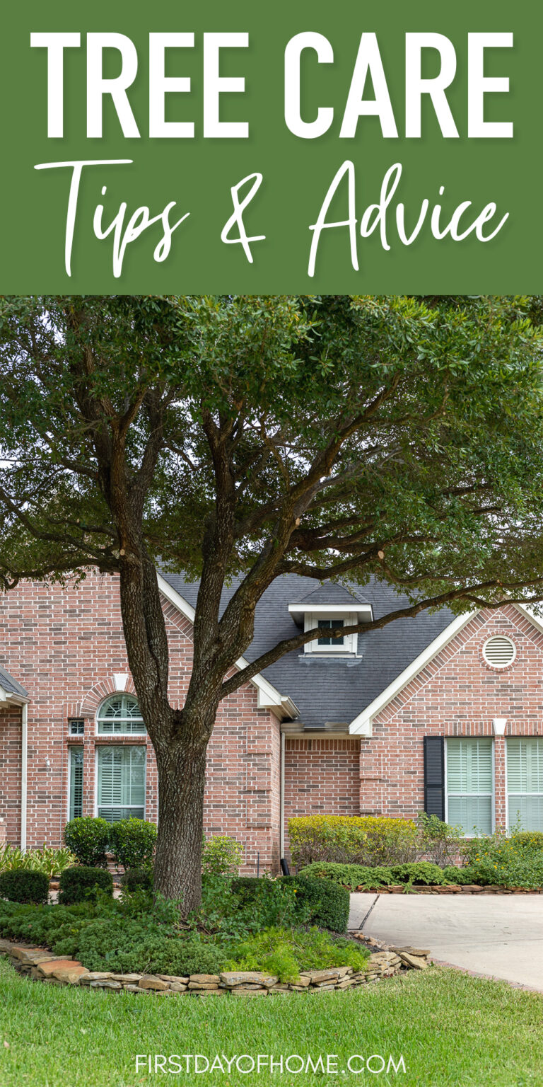 Tree Maintenance Tips Tree Maintenance Tips: Everything You Need to Know