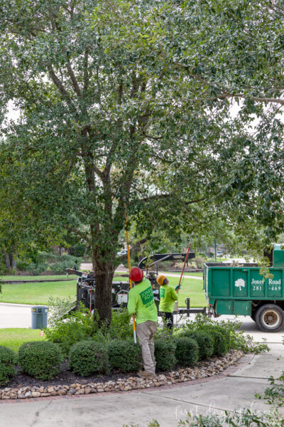 Tree Maintenance Tips Tree Maintenance Tips: Everything You Need to Know