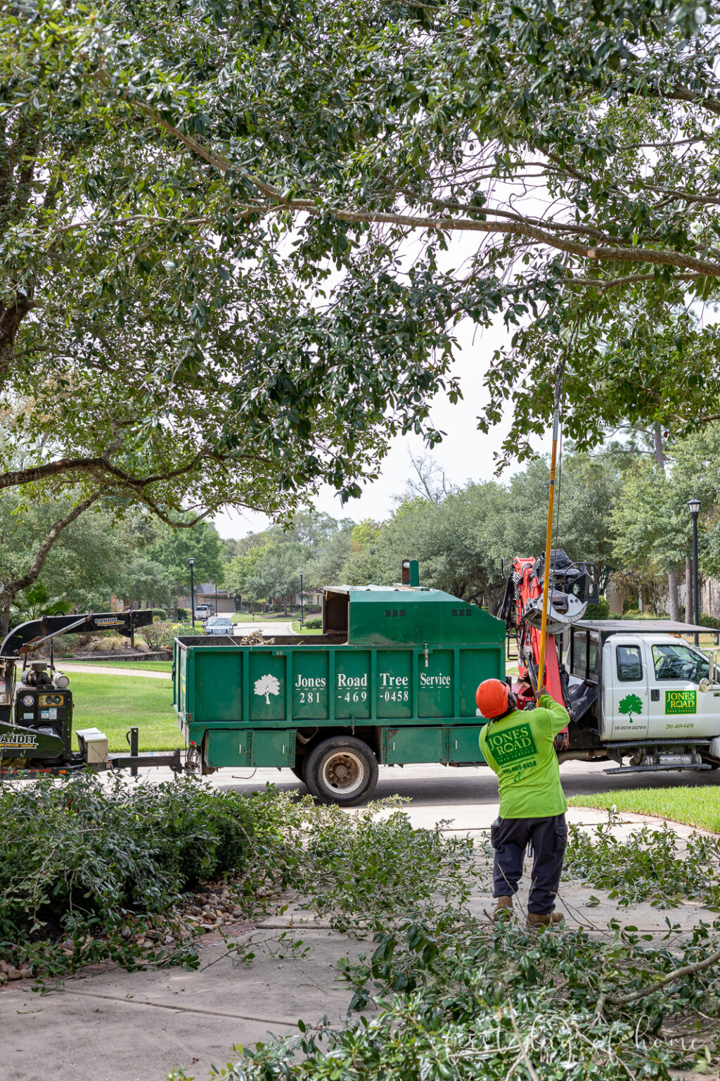 Tree Maintenance Tips Tree Maintenance Tips: Everything You Need to Know