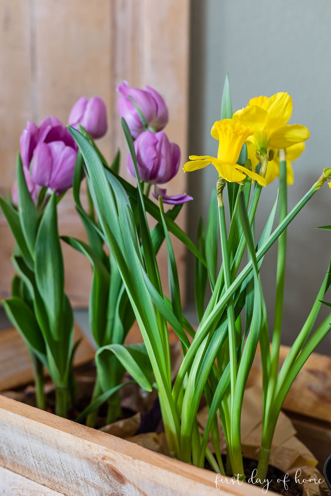 Closeup of tulips and daffodils in rolling cart