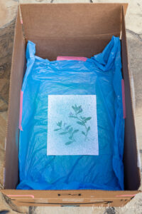 Spray painting pressed flowers onto paper in a cardboard box to make pressed flower wall art