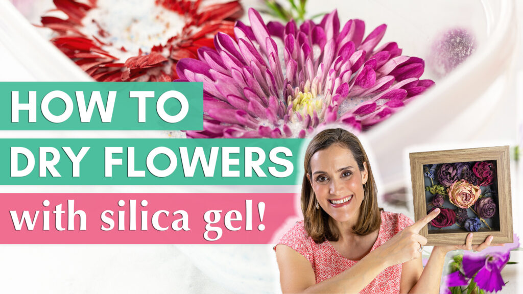 YouTube thumbnail image of flowers in silica gel with Crissy holding a dried flower shadow box. Text overlay reads "How to Dry Flowers with Silica Gel".