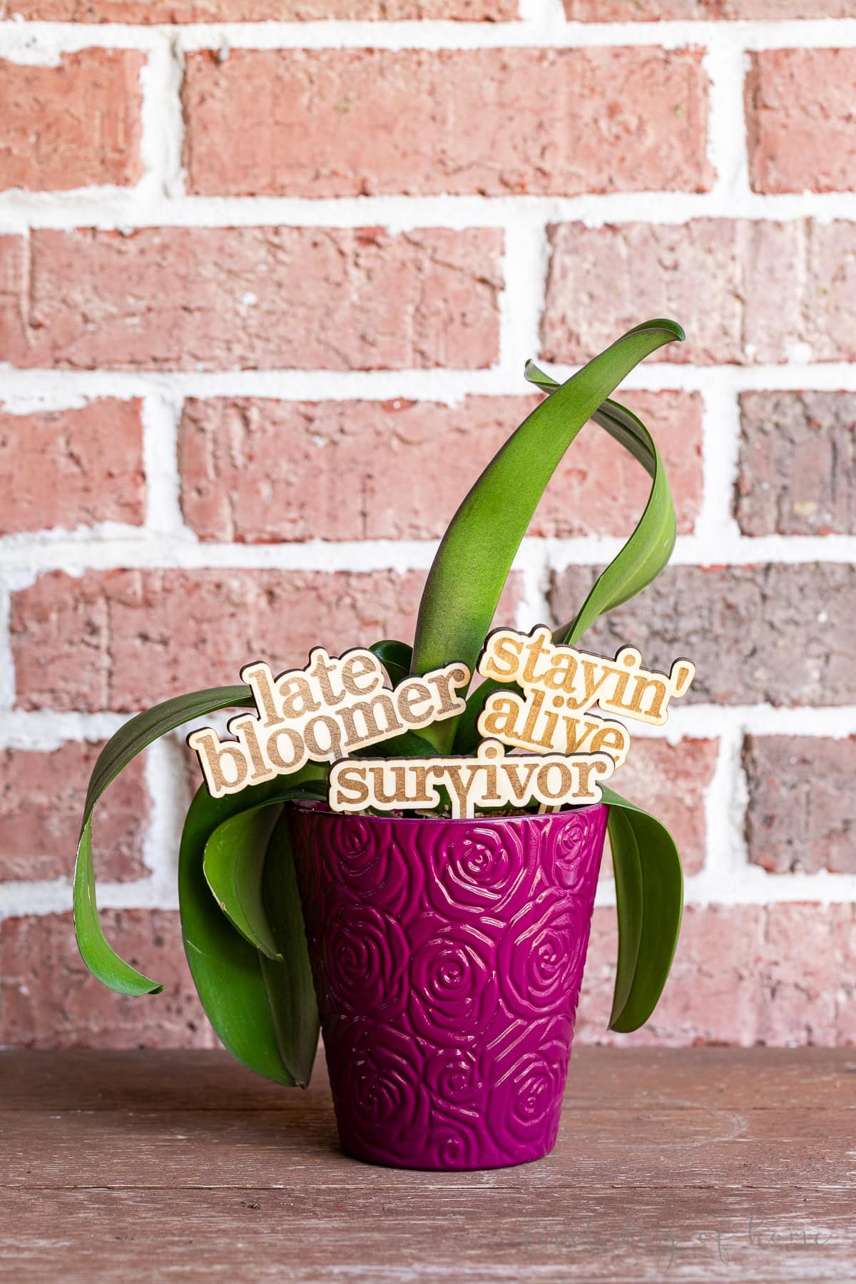 Wooden plant stakes with funny phrases sitting in a potted orchid plant.
